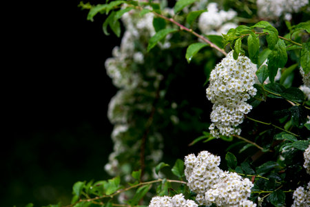 white spirea inflorescences on a blurred dark background with bokeh. space for text. colorful flower...
