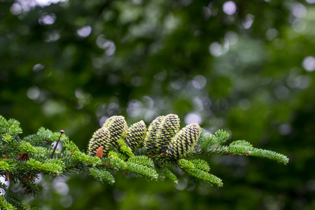 cones . close-up. colorful plant photo. close-up. blurred background with highlights and bokeh....