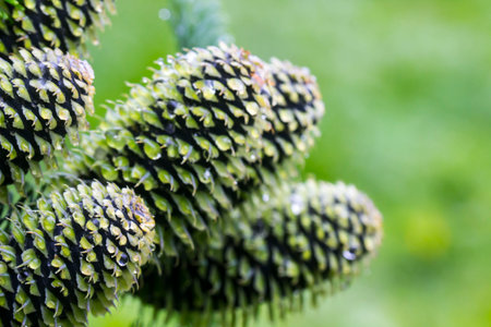 Fraser fir cones. colorful photo of a plant in its natural habitat with raindrops. close-up. blurred...
