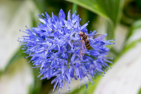 The Helophilus insect pollinates a flower. A colorful macro photo of an insect. Space for text. A...