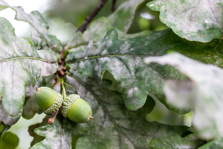 acorns on a blurred background with highlights and bokeh. colorful macro photo of an acorn. natural...