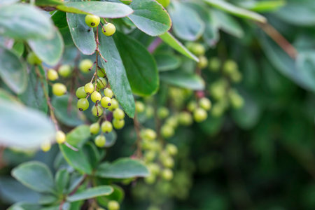 clusters of green unripe berries on a branch . colorful detailed macro photography of berries....