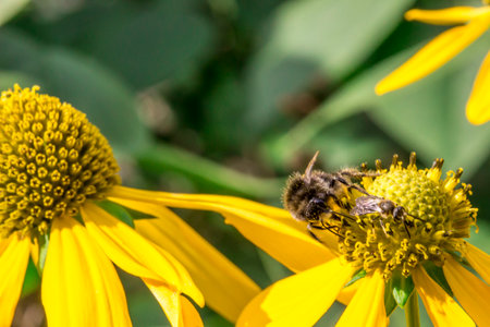 bright rudbeckia flowers. colorful detailed macro photo of a flower. blurred background with...