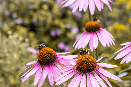 flower reproduction. flower pollination by insects. natural plant reproduction. symbiosis. bumblebee...