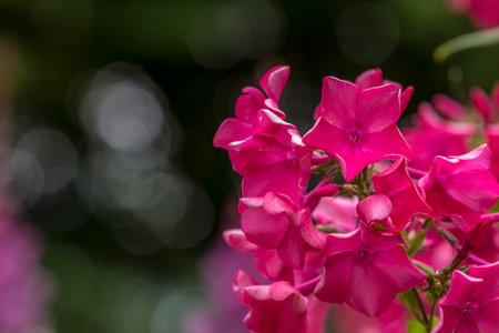 phlox purpurea. colorful macro photography of a flower. blurred background with highlights and bokeh. the beauty of nature. wildlife.の写真素材