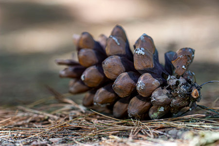 pine cones on the needles. blurred background with highlights and bokeh. close-up. natural lighting.