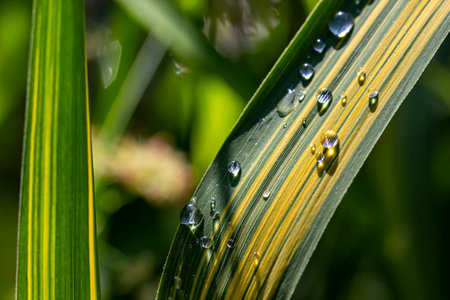 water droplets on a plant. colorful macro photography. screensaver. natural beauty. close-up....