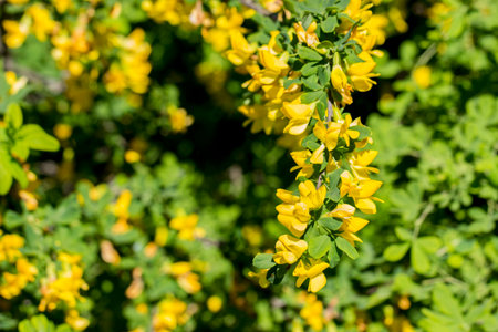 caragana yellow acacia on a green background. close-up. natural lighting. Caragana arborescens....