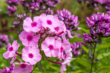 colorful macro photography of a flower. blurred background with highlights and bokeh. the beauty of...