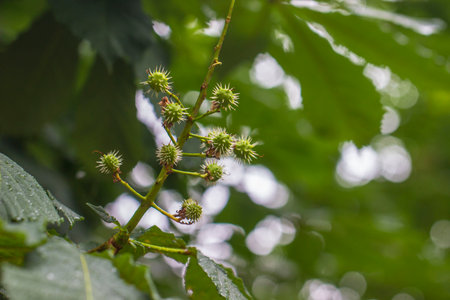 Ripe green spiky chestnut fruit on blurred background with bokeh. space for text. colorful flower...
