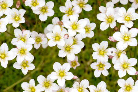 white saxifrage flowers with yellow centers. saxifrage (Latin Saxifraga  arendsii) is a perennial...