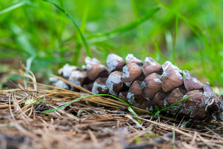 beautiful cedar cones on a blurred background with highlights. natural nature. close-up. Cedrus....