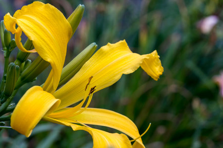 daylily. yellow flower. colorful macro photo of a flower on a blurred background. natural...