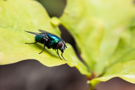 blue meat fly. close-up. colorful macro photo. bokeh. blurred background. insect photo. Calliphora...