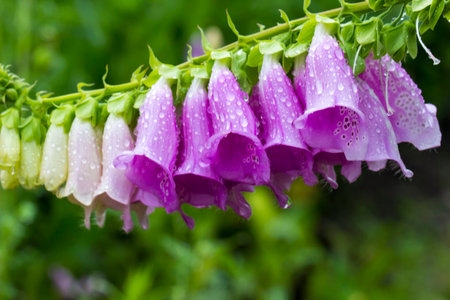 Digitalis purpurea. purple flowers. beautiful background. colorful photo of a flower in natural...