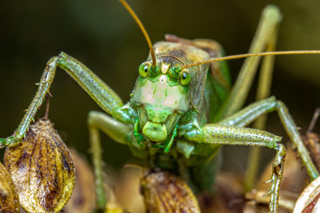 green grasshopper. head. insect portrait. colorful detailed macro photograph of an insect. close-up....