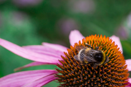 Echinacea purpurea colorful flower macro photo. blurred background with highlights, bokeh. space for...
