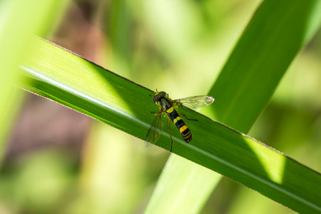 Helophilus insect on a blurred green background. colorful insect macro photo. beautiful screensaver....