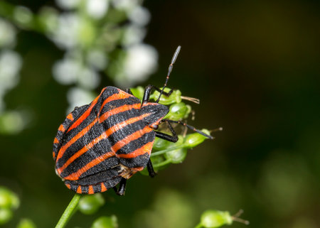 red and black bug on a blurred background. wildlife. colorful detailed macro photo of an insect....