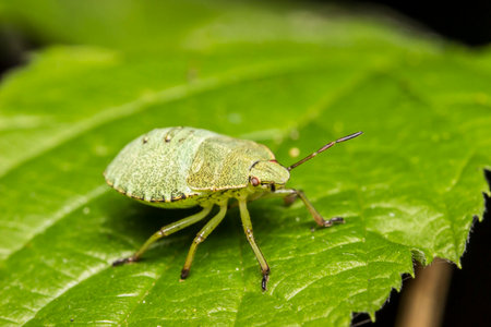 shield bug on a green leaf. wildlife. colorful detailed macro photo of an insect. close-up. space for text. screensaver. bokeh. bug. chinch .Acanthosomatidae. Palomena prasina. beetleの写真素材
