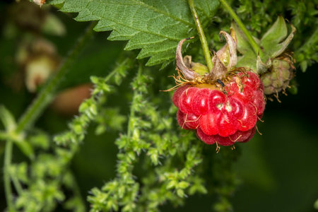 bright raspberry berries on a bush . colorful detailed macro photo of berries. space for text....
