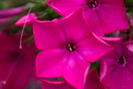 phlox purpurea. colorful macro photography of a flower. blurred background with highlights and...
