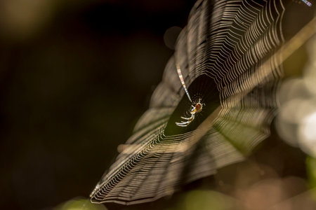 spider on a web in a forest on a green background. wildlife. colorful detailed macro photo of an...
