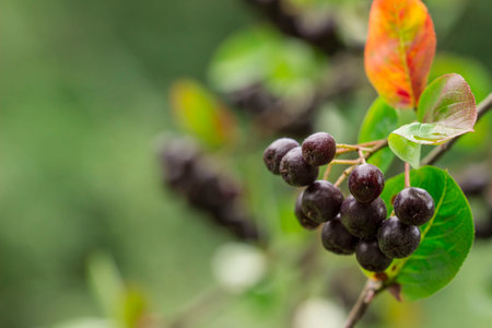 chokeberry. ripe berries on a blurred background with highlights and bokeh. colorful macro photo of berries. screensaver. medicinal berry. close-up. Aronia. Aronia melanocarpa. Sorbus. Sorbaroniaの写真素材