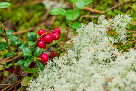 lingonberries. red ripe berries on a blurred background with highlights and bokeh. colorful macro...