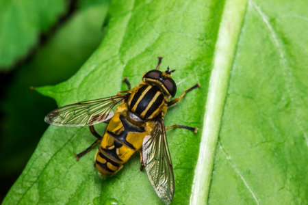 the hoverfly is transparent. huge eyes. colorful detailed macro photography of an insect. screensaver. wildlife. close-up. space for text.の写真素材