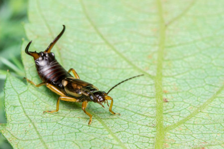 earwig with horns on its tail. colorful detailed macro photo of an insect. wildlife. close-up. text...