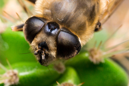 the hoverfly is transparent. close-up of the head. colorful detailed macro photo of an insect....