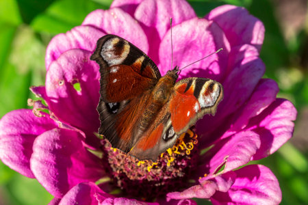 peacock eye butterfly on a pink flower. colorful macro photo of an insect. wild wildlife. close-up. butterfly. Aglais io. Nymphalidae. Saturnia pyri.の写真素材