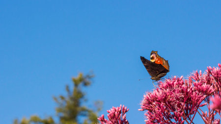 peacock eye butterfly on a pink flower against a blue sky. colorful macro photo of an insect. wild wildlife. close-up. butterfly. Aglais io. Nymphalidae. Saturnia pyri.の写真素材