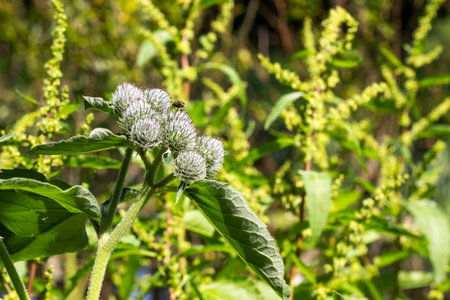 burdock on a blurred background with highlights and bokeh. colorful flower macro photo. space for...