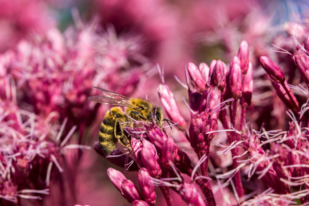honey bee on a pink Eutrochium flower. close-up. empty space. bokeh. colorful macro photo of an...