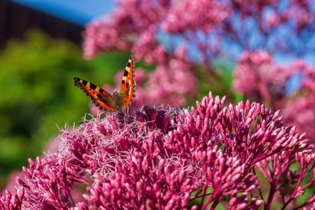 butterfly on a pink flower against a blue sky. colorful macro photo of an insect. wildlife....