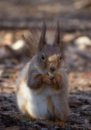a red squirrel in a summer and autumn park. taken in close-up in a natural environment