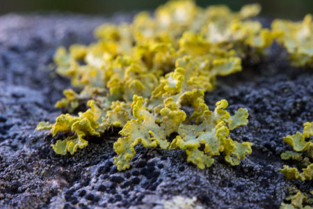 beautiful lichen pattern on a stone in the forest. taken in close-up