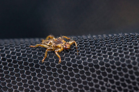 The insect is shot in close-up, against a dark background in a natural habitat