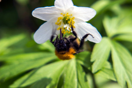 A bumblebee pollinates or collects nectar on a white flower. taken in close-up on a light...