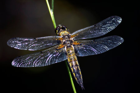 Dragonfly. Libellula quadrimaculata, Four-spotted Flat-bellied. He sits on a green plant with his...