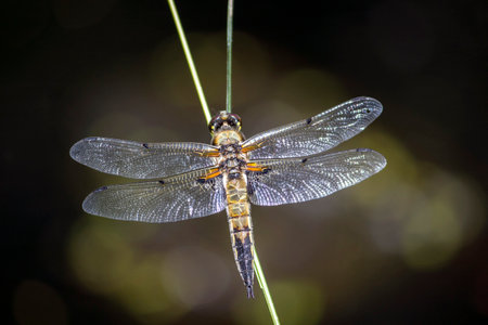 Dragonfly. Libellula quadrimaculata, Four-spotted Flat-bellied. He sits on a green leaf with his...