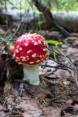 a small beautiful mushroom Amanita fly agaric with a red cap. taken in the forest, during the day,...