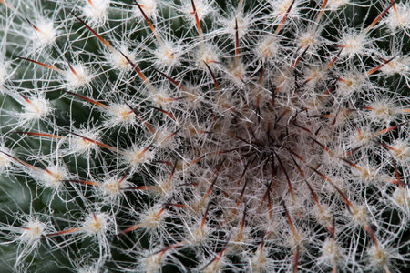 Mammillaria cactus taken in close-up on a light background. growth point, taken from above