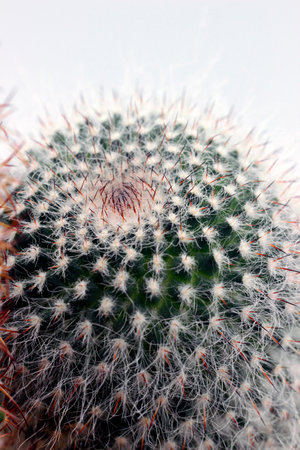 Mammillaria cactus taken in close-up on a light background. growth point, taken from above