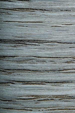 texture. taken in close-up, with space for text or subject