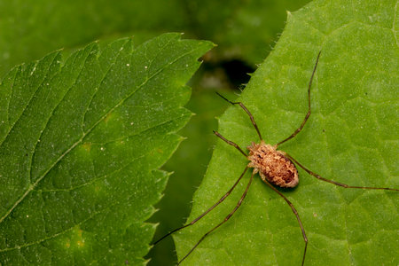 a haymaker spider on a green leaf. colorful macro photography. space for the text. blurred...