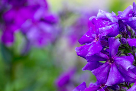purple phlox flowers on a blurred background with highlights and bokeh. colorful flower macro photo....