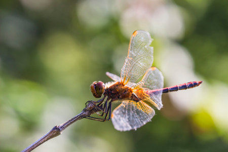 a beautiful red dragonfly on a branch in a blurred background with highlights and bokeh. space for...
